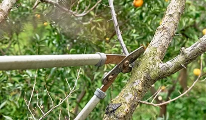 Élagage technique